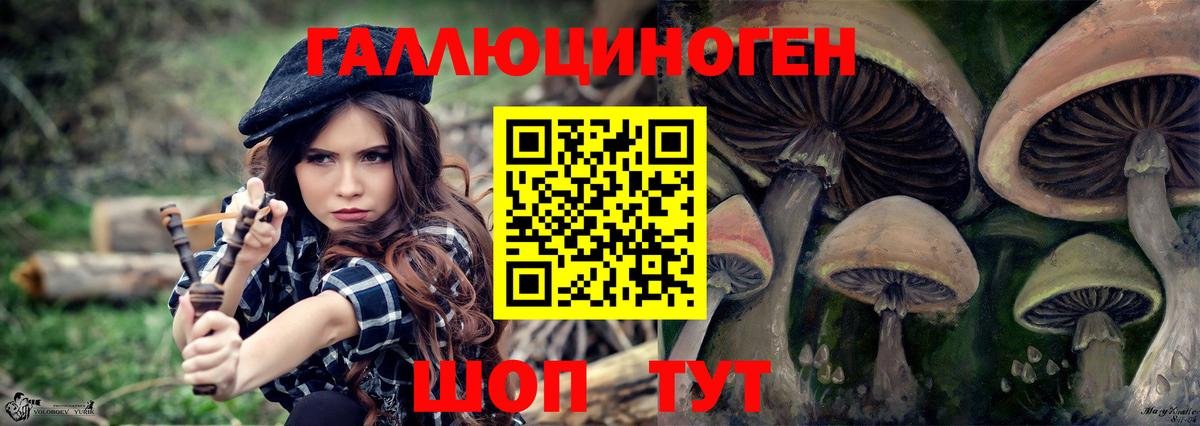 Псилоцибиновые грибы Psilocybine cubensis  наркошоп  Родники  Галлюциногенные грибы GOLDEN TEACHER 